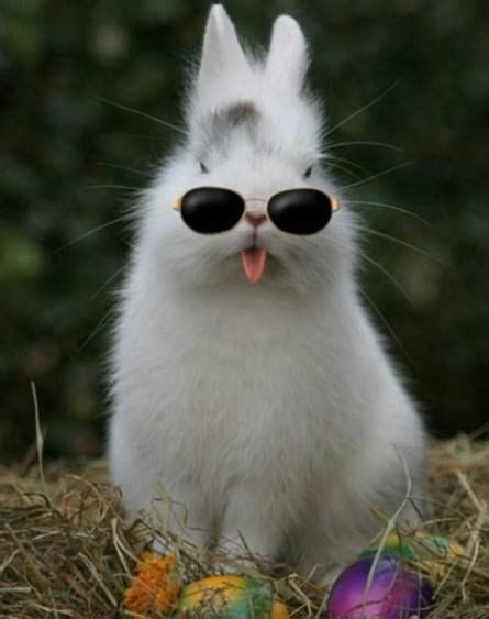 funny bunny photos